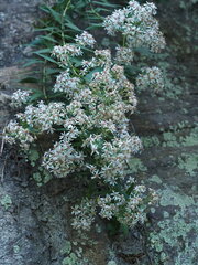 author not stated, no rights reserved Aster taiwanensis, photograph author not stated, no rights reserved