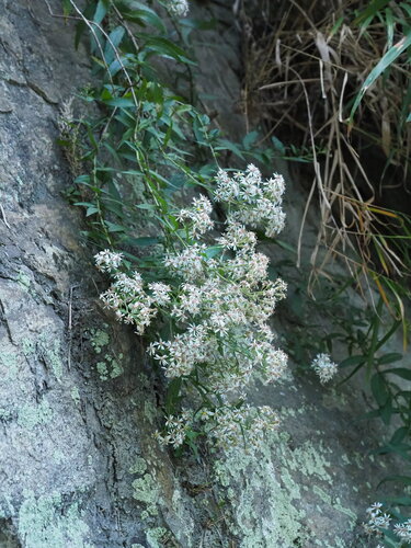 Aster taiwanensis, photograph 1