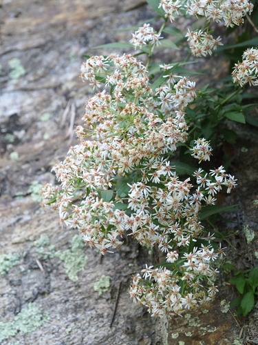 Aster taiwanensis, photograph 3