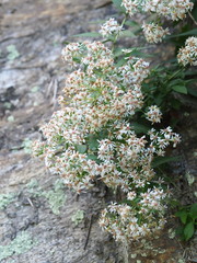 author not stated, no rights reserved Aster taiwanensis, photograph author not stated, no rights reserved