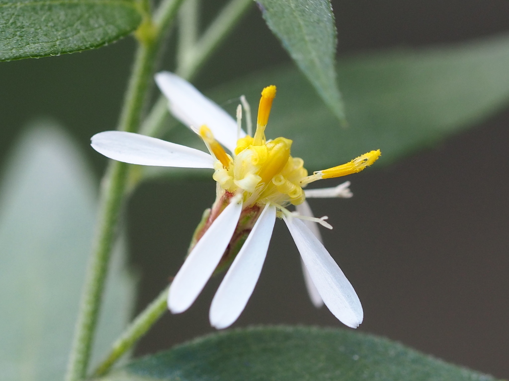 Aster taiwanensis; photograph author not stated, no rights reserved