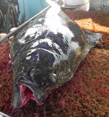 Hippoglossus stenolepis