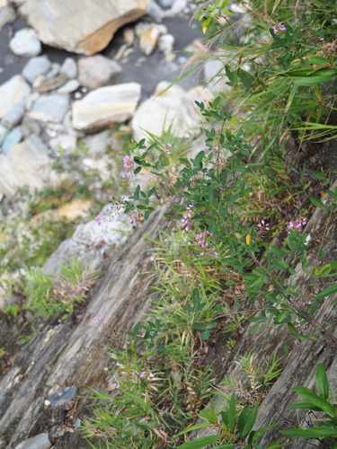 Campylotropis macrocarpa, photograph 4