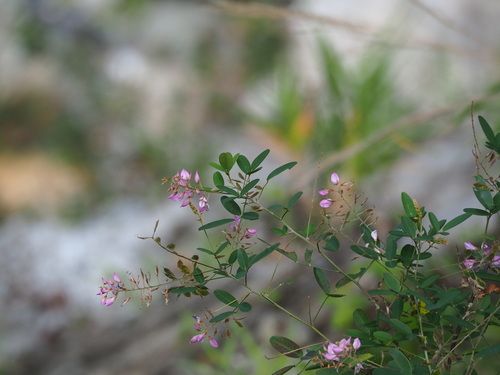 Campylotropis macrocarpa, photograph 3