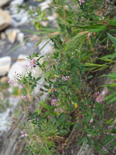 Campylotropis macrocarpa, photograph 5