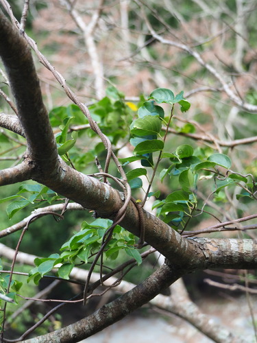 Celastrus kusanoi (Celastrus kusanoi)