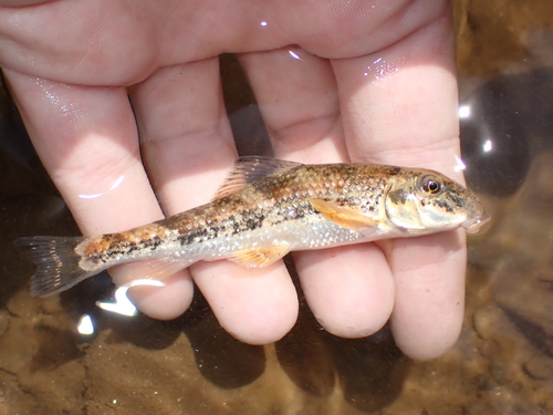 Roanoke-varkenszuiger (Hypentelium roanokense) — Catostomidae — 2