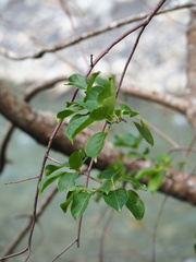 Celastrus kusanoi, photograph author not stated, no rights reserved