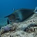 Paletail Unicornfish - Photo (c) Rino, some rights reserved (CC BY-NC), uploaded by Rino