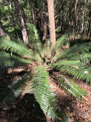 Lepidozamia peroffskyana