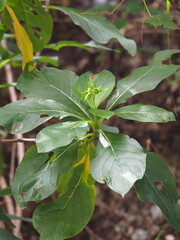 Trichodesma calycosum, photograph author not stated, no rights reserved