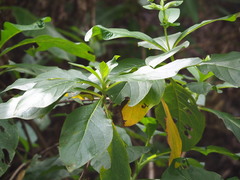 Trichodesma calycosum, photograph author not stated, no rights reserved