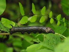 Theretra oldenlandiae