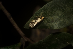 Philenora chionastis