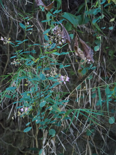 Campylotropis macrocarpa, photograph 2