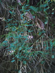 Campylotropis macrocarpa, photograph author not stated, no rights reserved