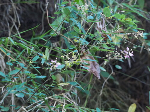 Campylotropis macrocarpa, photograph 1