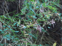 Campylotropis macrocarpa, photograph author not stated, no rights reserved