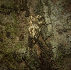 Barea eucapnodes