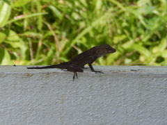 Anolis cooki