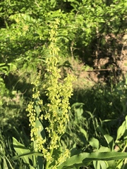 Rumex altissimus