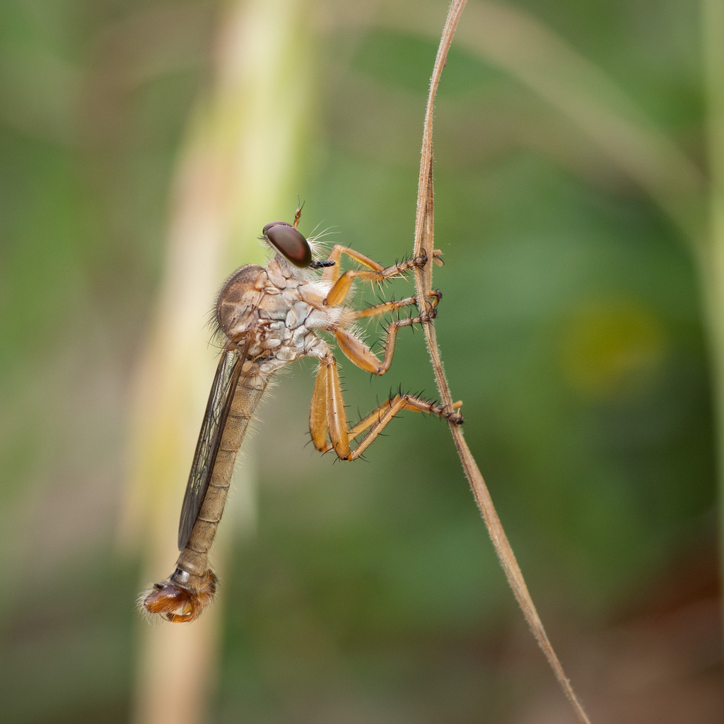Polacantha grossa
