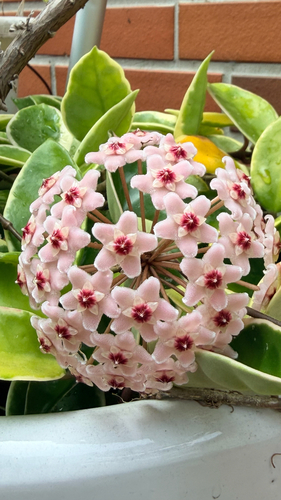 Honeyplant