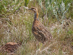 Scleroptila levaillantii