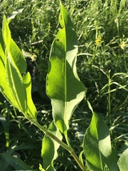 Rumex altissimus