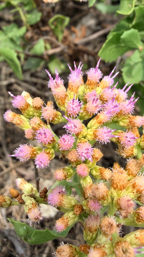 Pluchea indica iNat (1)