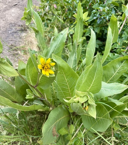 Wyethia glabra, photograph 4