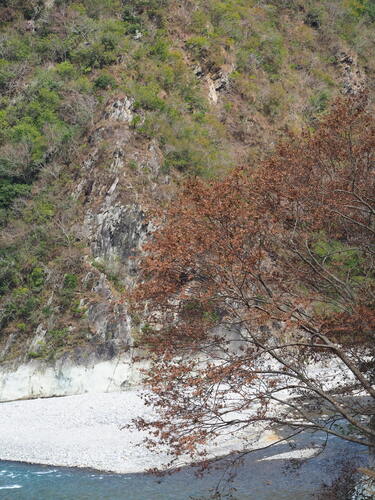Zelkova serrata, photograph 5