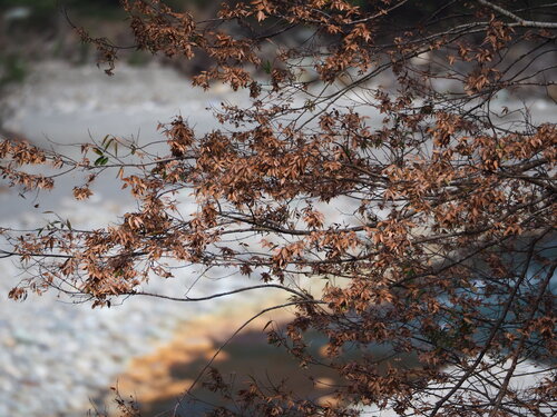 Zelkova serrata, photograph 4