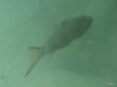 Cheilodipterus macrodon