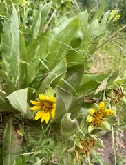 Wyethia glabra, photograph author not stated, no rights reserved
