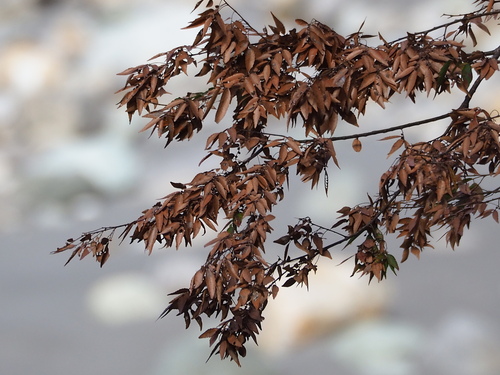 Zelkova serrata, photograph 6