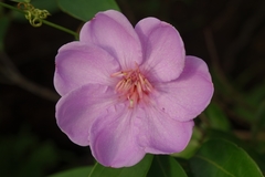 Rhodomyrtus tomentosa