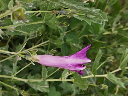 Ipomoea stans, photograph 4