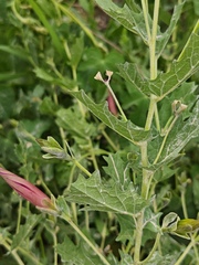 Ipomoea stans, photograph (c) Guillermo Huerta Ramos, some rights reserved (CC BY)