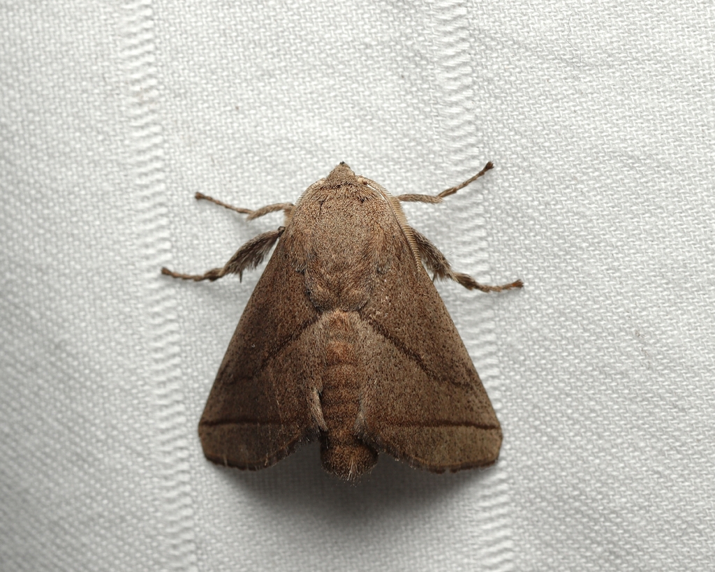Natada cochuba