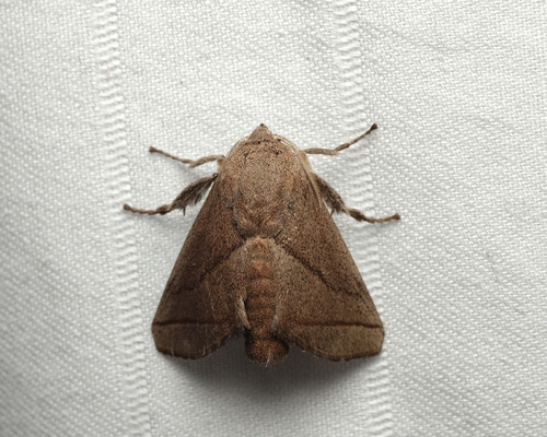Natada cochuba