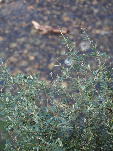 Elaeagnus oldhamii