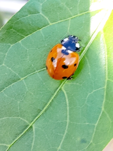 Seven-spotted Lady Beetle