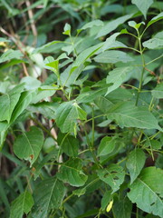 Hypoestes purpurea