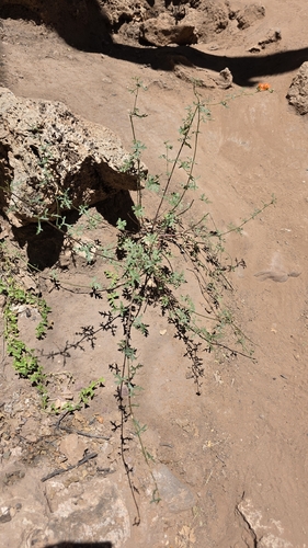 Sphaeralcea rusbyi, 2026-05-29