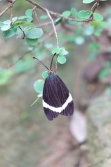 Pidorus