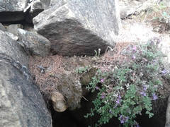 Thymus talijevii paucifolius