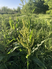 Rumex altissimus