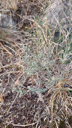 Vittadinia gracilis observed 2026-05-30