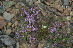 Thymus talijevii paucifolius